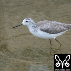 コアオアシシギは数羽が越冬中羽。