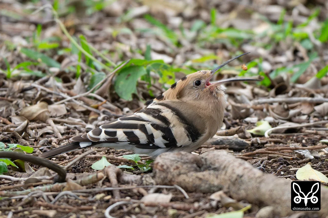 ヤツガシラ登場!! (動画あり)（2026年2月12日） 野鳥情報一覧--沖縄