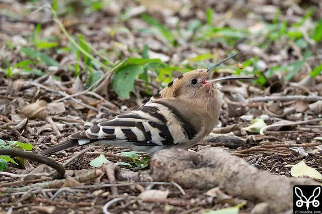 地中から昆虫を探し出して栄養補給。健啖家のヤツガシラは、かなりの量を食いますね。