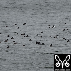 キンクロハジロは毎年、大量に越冬します。 `昨年はクビワキンクロ <https://shimasoba.com/blog/2463/>`_ が混じっていましたが、今季は見つからず。