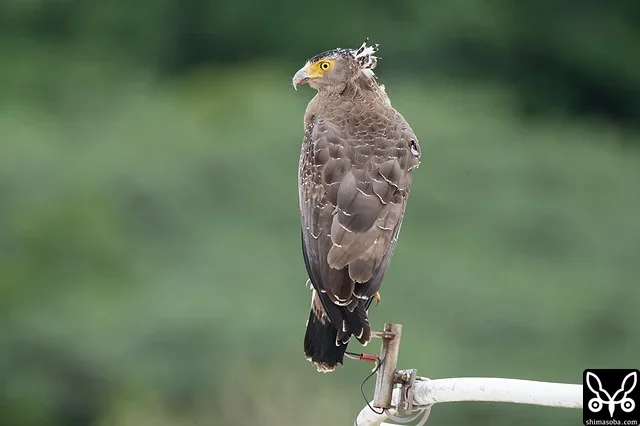 カンムリワシは繁殖期を迎え、活発に動き回っています。あちこちで縄張りを主張する鳴き声も聞こえます。