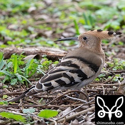 少し早めに現れたヤツガシラ。数年ごとに当たり年がありますが、今季の石垣島はヤツガシラの飛来が多い予感がします。