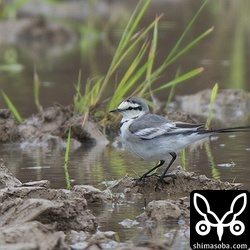 ハクセキレイの群れに1羽だけタイワンハクセキレイが混じっていました。