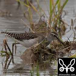 タカブシギが少し増えていました。移動してきたと思われます。