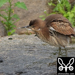 身震いするリュウキュウヨシゴイ。水路で獲物を探していました。