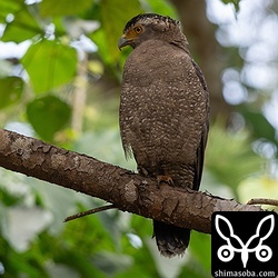 街路樹に止まるカンムリワシ。日向ぼっこで路上に出てくるトカゲを狙っている様子です。路上でカンムリワシが交通事故に遭うのは、この狩りの習性が一因です。安全運転で走りましょう。