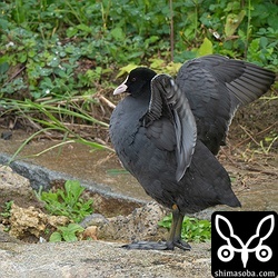 今季は越冬個体数が少なかったオオバン。