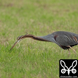 牧草地ではムラサキサギを多く確認。ペアで行動してる個体が多くなっています。