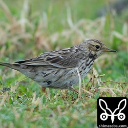 ムネアカタヒバリは30羽ほどの群れを東崎で確認。