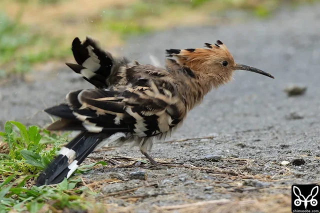 雨が降ると茂みからなかなか現れないヤツガシラですが、この個体は到着したばかりで空腹が勝ったのか、懸命にエサを探していました。