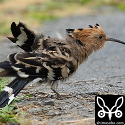 雨が降ると茂みからなかなか現れないヤツガシラですが、この個体は到着したばかりで空腹が勝ったのか、懸命にエサを探していました。