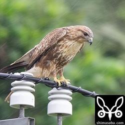 ノスリは2羽確認。両方ともふつうのノスリでした。