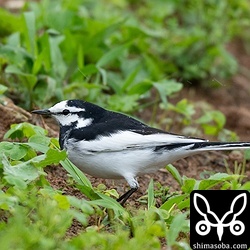 ホオジロハクセキレイの群れには、ハクセキレイも少しだけ交じっていました。石垣島や与那国島など八重山ではハクセキレイよりホオジロハクセキレイのほうが多いです。