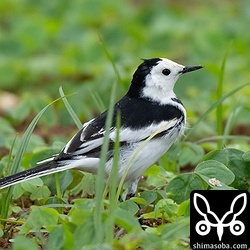 ホオジロハクセキレイはオスばかりの群れが到着。ほとんどの個体が夏羽に変わっていました。