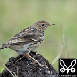 換羽状況はさまざまです。この個体は少し赤みが出ています。