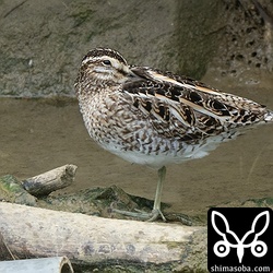 河川で越冬中のタシギ。数羽の群れです。