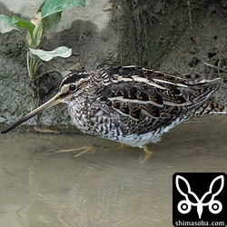 換羽が進んだ個体もいます。