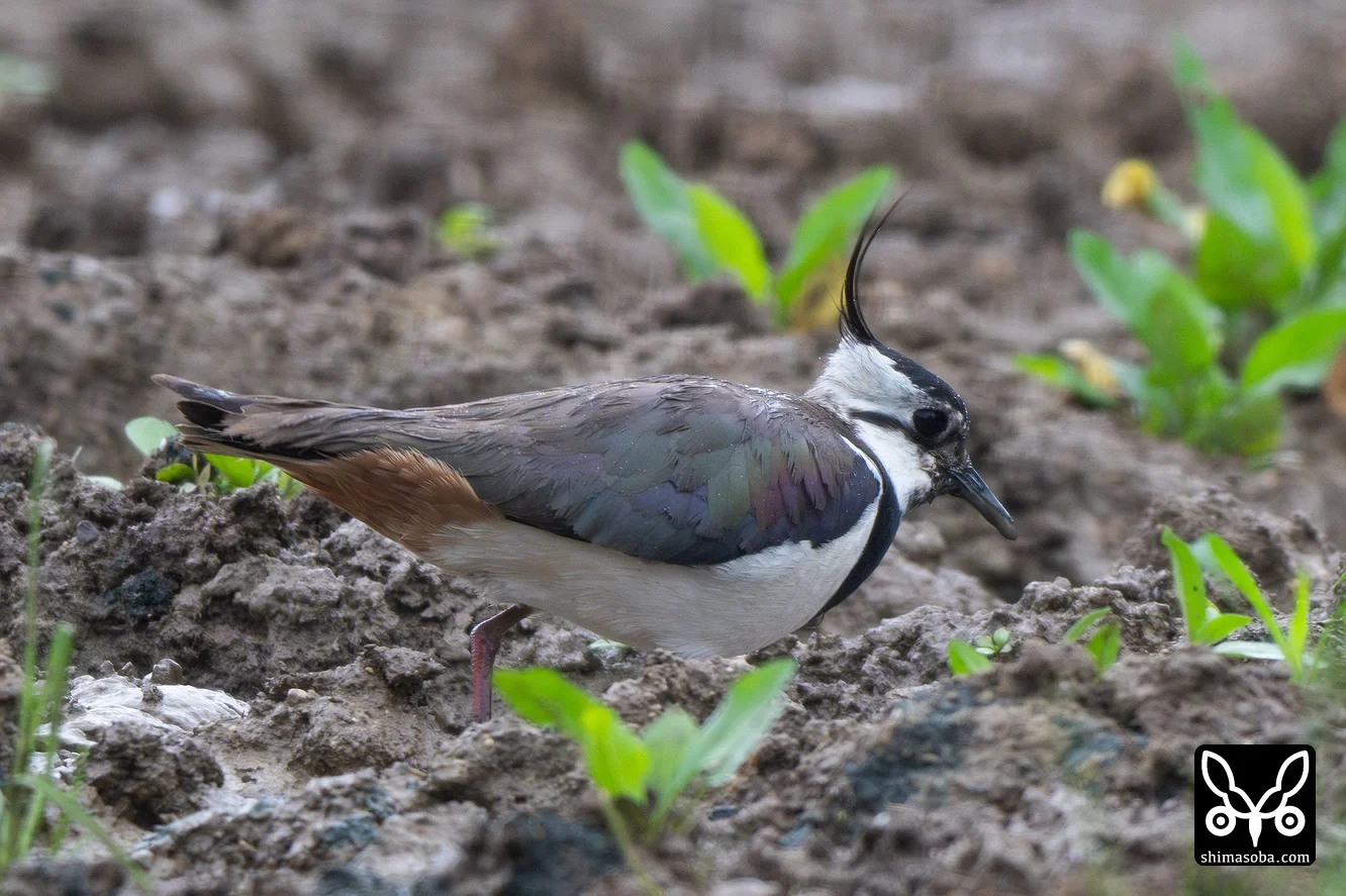 タゲリ