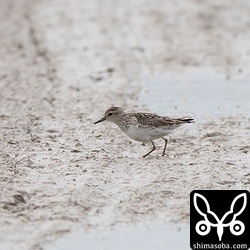 ヒバリシギが飛来しました。