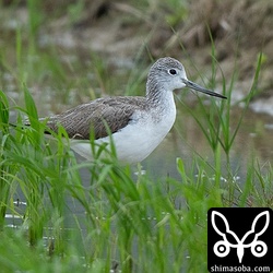 田んぼにはアオアシシギが数羽やってきていました。