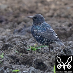 ホシムクドリもだんだん減ってきました。この個体は単独でいました。