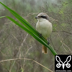 島で越冬していたシマアカモズは移動する個体も増えてきました。