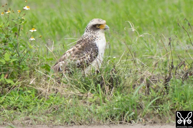 カンムリワシの幼鳥。成鳥ペアの縄張りなので、見つかるたびに追い回されていますが、執念深く居座っています。