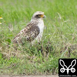 カンムリワシの幼鳥。成鳥ペアの縄張りなので、見つかるたびに追い回されていますが、執念深く居座っています。