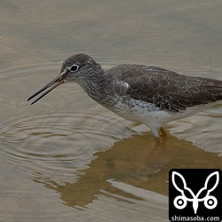 3羽で越冬したアカアシシギ。そろそろいなくなるでしょう。