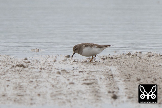 オジロトウネン