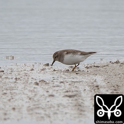 オジロトウネンは2羽が到着しました。