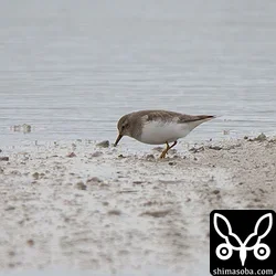 オジロトウネンは2羽が到着しました。