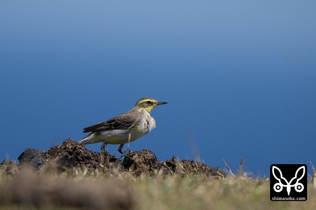 ムネアカタヒバリ