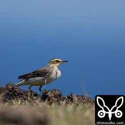 黒潮流れる海をバックにムネアカタヒバリ。
