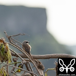 与那国島の代表的な景勝地ティンダバナを背景にシマアカモズ。