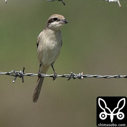 牧場や採草地などにはシマアカモズがたくさんいました。