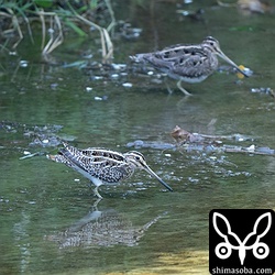 比川の水路にはタシギが2羽滞在。