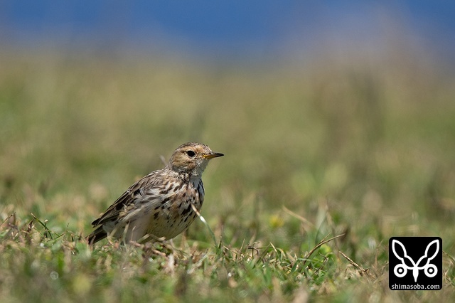ムネアカタヒバリ