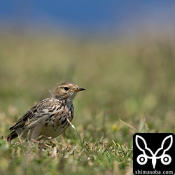 ムネアカタヒバリは前回よりも数を減らしていました。