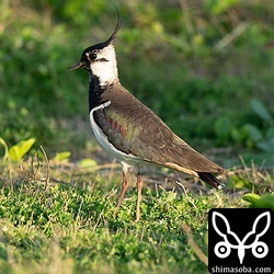 資材置き場にはタゲリが3羽。翌日もいましたが、3日目には渡去していました。