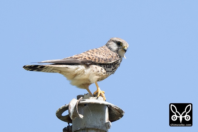 チョウゲンボウ