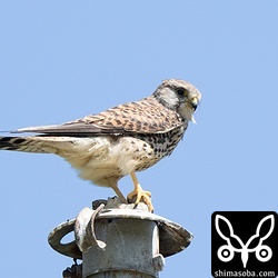警戒心のないチョウゲンボウは日本最大のバッタのタイワンツチイナゴを捕獲しているうようでした。タイワンツチイナゴは、成虫で越冬するのですでに大きな個体を狩ることができます。