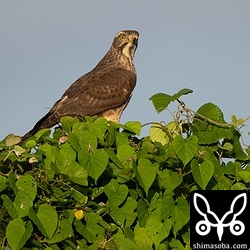 サシバも数羽。上昇気流に乗って旋回しながら高度を上げる個体もいました。そろそろ北帰行ですね。