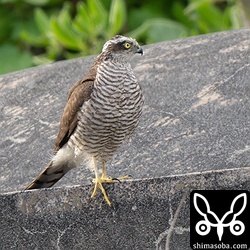 ハイタカはハクセキレイを追い回していました。