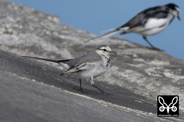 タイワンハクセキレイ