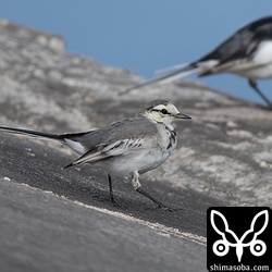 タイワンハクセキレイも数羽混じっていました。