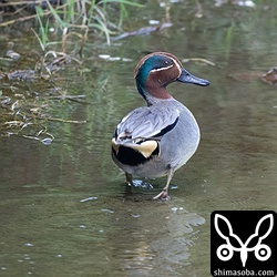 タシギと同じ水路にコガモのペアがいました。