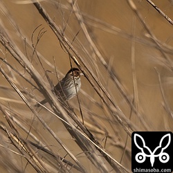 コホオアカは30羽ほどの群れを確認。