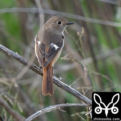 ジョウビタキは1羽だけ。コホオアカと一緒の草地にいました。