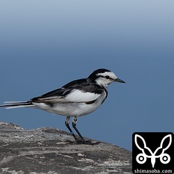 ハクセキレイはこの1羽のみ。